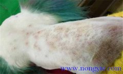 犬真菌性皮膚病癥狀表殃，如何診斷與治療