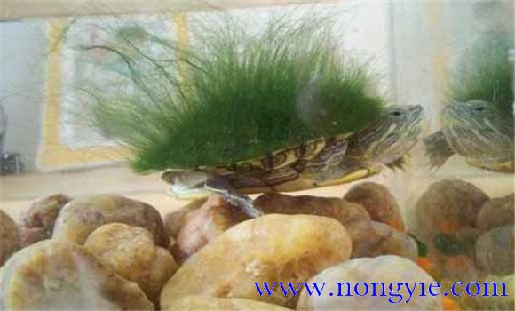 綠毛龜是保護(hù)動物嗎、綠毛龜怎么養(yǎng)