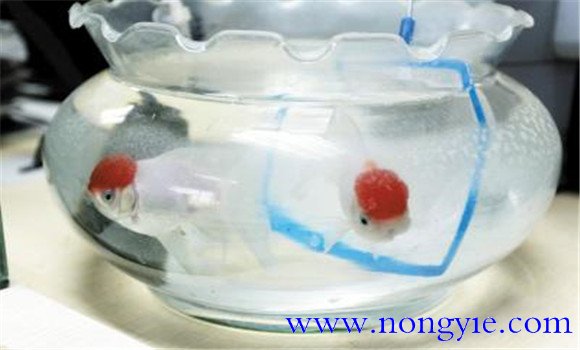 飼養(yǎng)金魚的物質準備