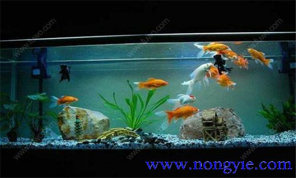 怎樣飼養(yǎng)金魚，飼養(yǎng)金魚注意事項和技術要點