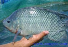 羅非魚(yú)的原產(chǎn)地是哪里，其生活習(xí)性如何？