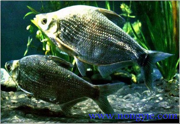 羅非魚的原產地是哪里，其生活習性如何
