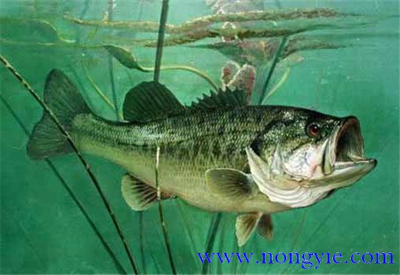 大口黑鱸養(yǎng)殖，飼養(yǎng)幼魚要注意哪些