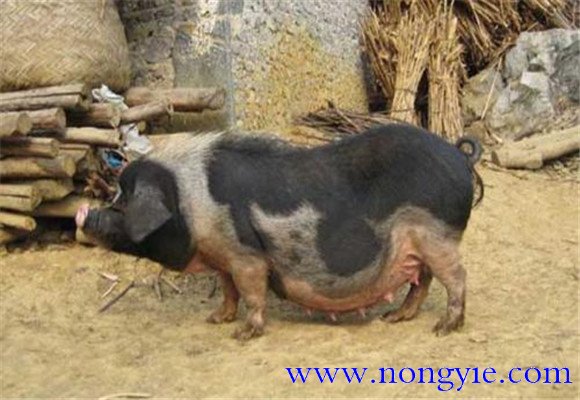 關(guān)嶺豬的產(chǎn)地、品種