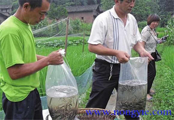 魚苗放養(yǎng)