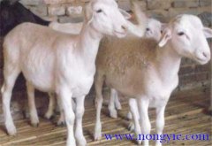羊胃腸炎癥狀和治療的方法、病因是什么？