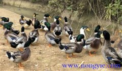 種鴨公母比例多少合適，種鴨的飼養(yǎng)與管理技術(shù)