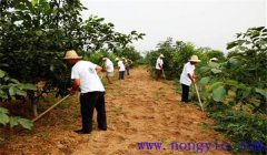 核桃樹施肥方法與時(shí)間，核桃施肥注意事項(xiàng)