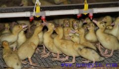雛鴨飼養(yǎng)及管理要點：飼喂、溫度、飼養(yǎng)密度等