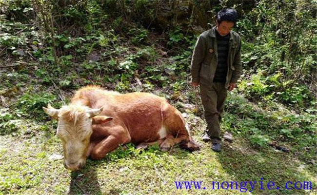 牛食用爛紅薯中毒的癥狀表現(xiàn)、診治與治療方法