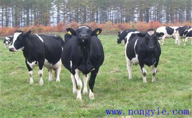 冬春季奶?？茖W(xué)飼養(yǎng)管理技術(shù)