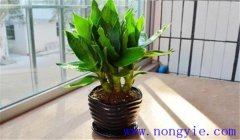 觀音竹怎么養(yǎng)才能長得好，關(guān)注這四點就夠了