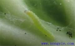 吊絲蟲(chóng)的危害有哪些 吊絲蟲(chóng)用什么農(nóng)藥防治最好