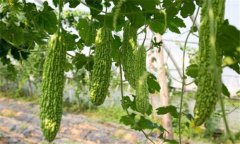 苦瓜種植技術(shù)與管理法？苦瓜該如何種植？