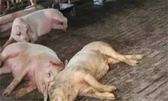 非洲豬瘟的癥狀是什么？如何預(yù)防非洲豬瘟？