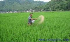 水稻用什么肥料好？水稻施肥需要注意的事項(xiàng)