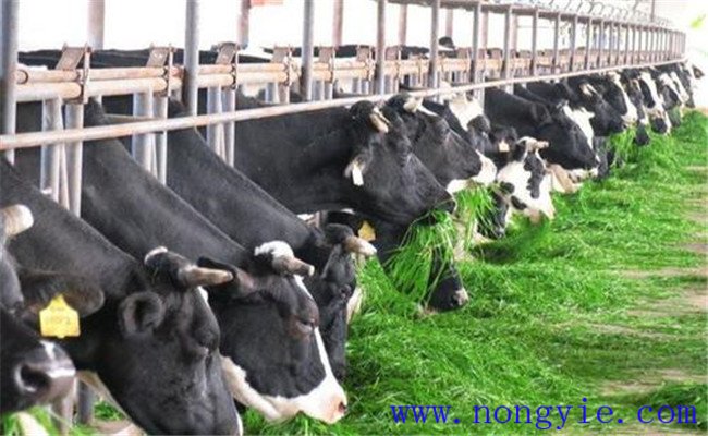 奶牛飼喂青飼料、多汁飼料應(yīng)注意哪些問題