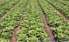 種植生菜如何施肥？生菜施肥方法簡(jiǎn)介