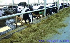 牛飼料知識-一頭奶牛需要多少青貯飼料？