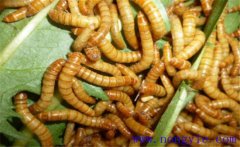 黃粉蟲如何繁殖？黃粉蟲的飼養(yǎng)管理技術(shù)要點(diǎn)