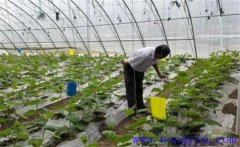 大棚蔬菜如何使用沖施肥，施用時(shí)要注意什么
