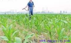 怎樣使用玉米除草劑，有哪些需注意事項(xiàng)？