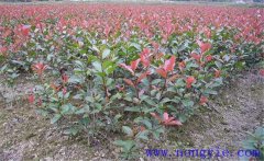 紅楠是紅葉石楠嗎？紅楠簡介