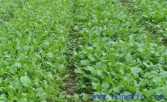 油菜育苗移栽技術(shù)要點(diǎn)與方法、步驟