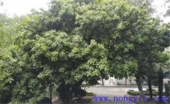紫楠是常綠還是落葉植物，紫楠樹簡介