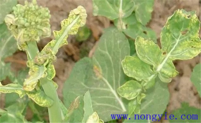 油菜霜霉病的防治