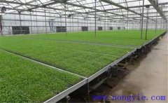 芹菜育苗方法和時間，芹菜育苗應(yīng)選擇什么品種