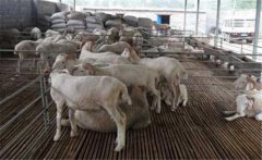 羊妊娠毒血癥如何預(yù)防、如何用藥？