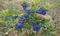 我國的藍莓產地在哪里？藍莓種植技術要點