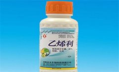 黃瓜為什么要噴乙烯利 噴施時間、濃度如何掌握