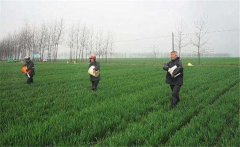 尿素怎么施不浪費，施用尿素需要注意什么？