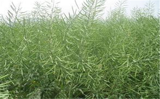 種植油菜施什么肥料能高產