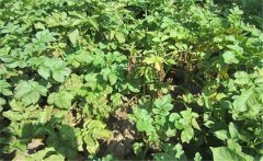 馬鈴薯黃萎病的癥狀特征、發(fā)病規(guī)律與防治方法