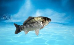 野生鯽魚吃什么？野生鯽魚和養(yǎng)殖鯽魚的區(qū)別