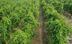 山藥的需肥特點(diǎn)，山藥如何施基肥、怎樣追肥