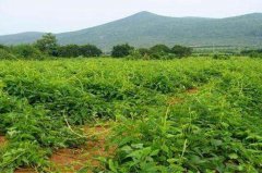 山藥的種植成本及利潤 山藥種植與栽培管理要點(diǎn)