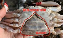 梭子蟹如何分公母 怎樣挑選梭子蟹買(mǎi)回來(lái)如何保