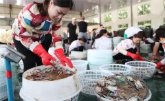 梭子蟹一般在幾月份上市，怎樣挑選肥的梭子蟹