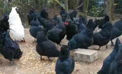烏骨雞的分段飼養(yǎng)、放牧飼養(yǎng)與補(bǔ)喂砂礫方法
