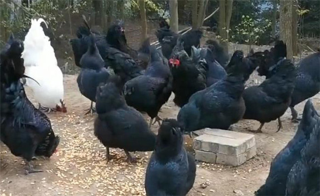 烏骨雞的分段飼養(yǎng)、放牧飼養(yǎng)與補喂砂礫方法