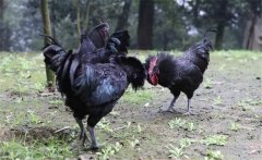 烏骨雞的常用礦物質(zhì)、維生素飼料簡(jiǎn)介