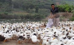 育成鴨的飼料與營(yíng)養(yǎng)需求，育成鴨如何限制飼喂