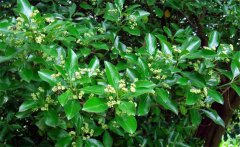 衛(wèi)矛的別名叫什么，衛(wèi)矛是常綠還是落葉植物？