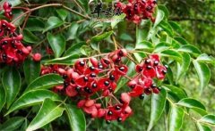 野鴉椿如何種植？野鴉椿的生態(tài)習(xí)性簡(jiǎn)介