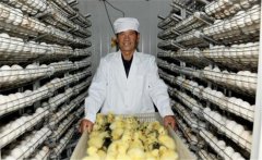 鵝孵化的過(guò)程中會(huì)出現(xiàn)哪些問(wèn)題，如何解決？
