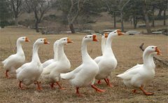 母鵝蛋子瘟的癥狀、預(yù)防方法和治療方法